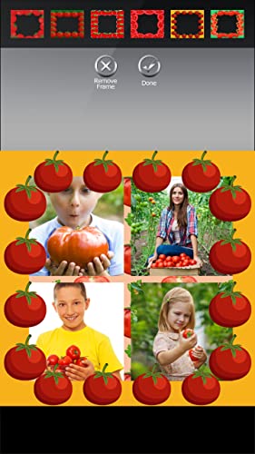 Collage de fotos de tomates