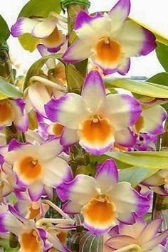 ¡¡¡Gran venta!!! 100 piezas de 22 colores rara orquídea Cymbidium, Cymbidiums semillas africanas, semillas de flores bonsai, plantas de jardín de casa, 7