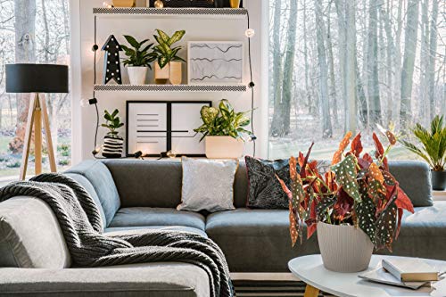 Lamela Magnolia Jumper ECO - Maceta para flores y plantas (+ 30 % madera), 16 cm de diámetro, color blanco ecológico (beige)