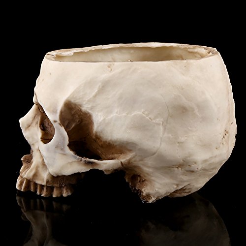 Maceta con forma de calavera, contenedor de maceta de calavera humana para decoración de escritorio de oficina en casa