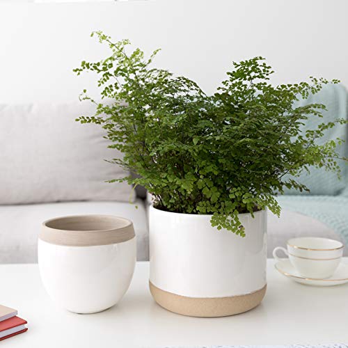 Macetas de cerámica blanca para plantas – 6.5 pulgadas paquete 2 macetas interiores con detalles beige y agrietados