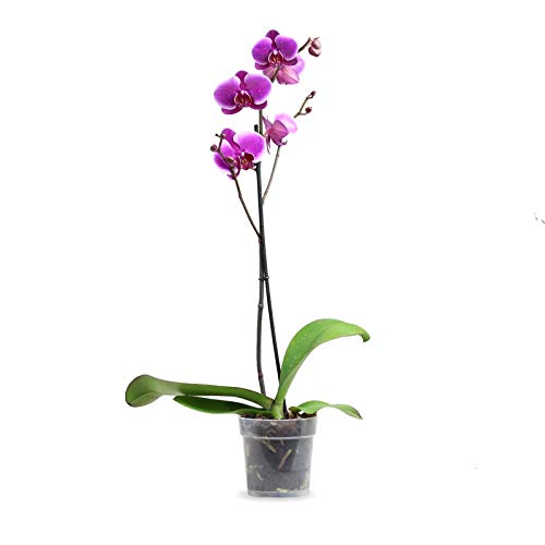 Orquídea Phalaenopsis - Planta Natural - Envíos sólo a Península