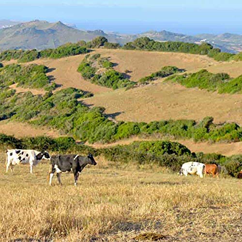 QUESO MAHÓN MENORCA SON VIVES (LECHE DE VACA MENORQUINA & FRISONA) De 2-4 meses de maduración aprox. (SEMICURADO, MEDIA PIEZA 1/2)