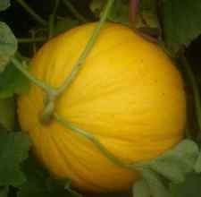 Semillas de melón Crenshaw! Variedad amarilla DULCE! PEINE. S/H! Vea mi tienda!