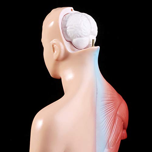 siwetg Cuerpo Humano del Cuerpo del Torso Anatomía Anatómica Médica Órganos Internos para La Enseñanza