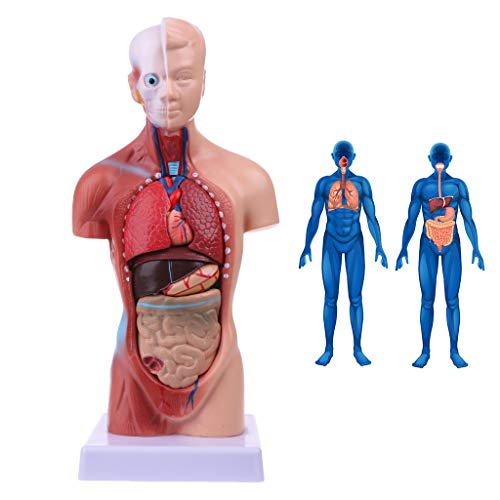 siwetg Cuerpo Humano del Cuerpo del Torso Anatomía Anatómica Médica Órganos Internos para La Enseñanza