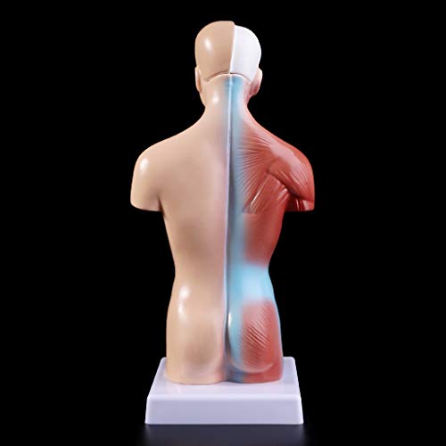 siwetg Cuerpo Humano del Cuerpo del Torso Anatomía Anatómica Médica Órganos Internos para La Enseñanza