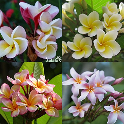 20PCS / BAG Plumeria (Frangipani, Lei hawaiano de flores) las semillas, las semillas de flor exótica raras semillas de flor de huevo