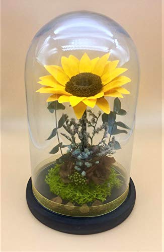 almaflor Cúpula con Girasol preservado Eterno Premiun. Gratis TU ENVÍO Prime. Girasol Eterno, con Flores secas y Verdes preservados. Hecho en España.