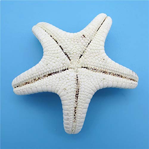 Amosfun Estrellas de mar Naturales Concha decoración de la Pared de la Concha artesanía decoración del hogar 4pcs(5-8 cm)