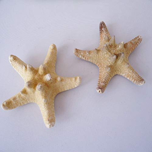 Amosfun Estrellas de mar Naturales Concha decoración de la Pared de la Concha artesanía decoración del hogar 4pcs(5-8 cm)