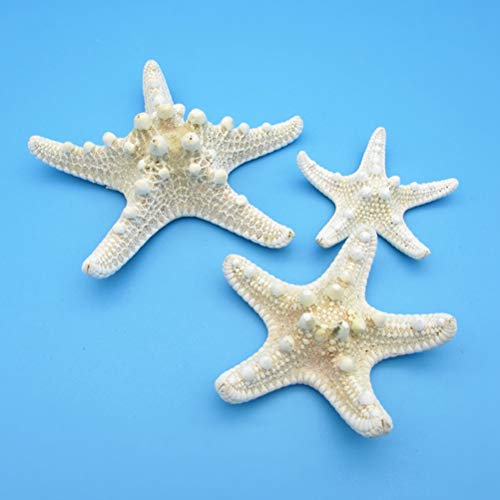 Amosfun Estrellas de mar Naturales Concha decoración de la Pared de la Concha artesanía decoración del hogar 4pcs(5-8 cm)