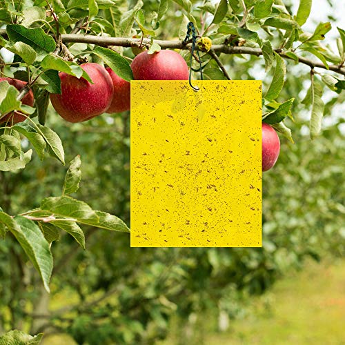 BUZIFU 30pcs Trampas para Insectos Trampas Pegajosas de Doble Cara con Bridas de 20 cm,Papeles Pegajosos Amarillos Trampas de Moscas, Ideal para Proteger de Huertos y Plantas Ornamentales(19,5X 15 cm)