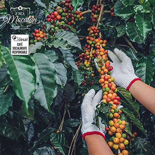 CAFES GUILIS DESDE 1928 AMANTES DEL CAFE Café de Colombia en Grano Arábica Tueste Natural. Finca Mocatán 2 Kg