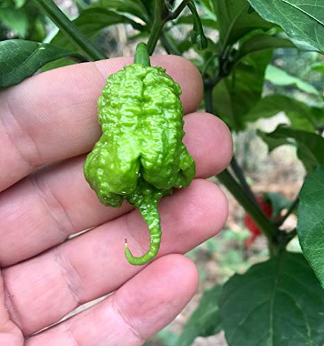Carolina Reaper 10 Semillas Pura De El Chile Mas Picante En El Mundo 2.200.000 Shu Producciòn Italia 100%