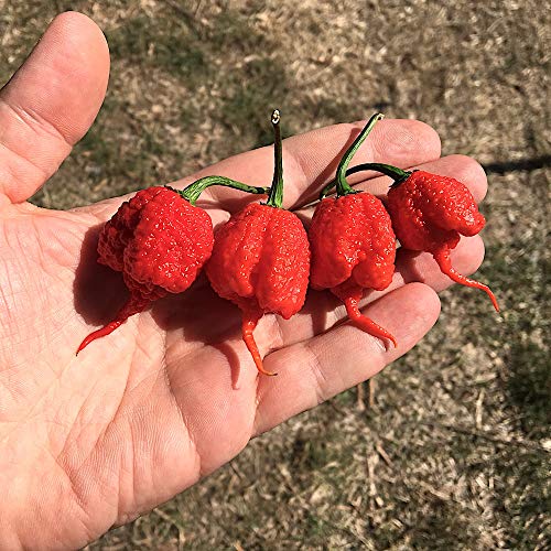 Carolina Reaper 10 Semillas Pura De El Chile Mas Picante En El Mundo 2.200.000 Shu Producciòn Italia 100%