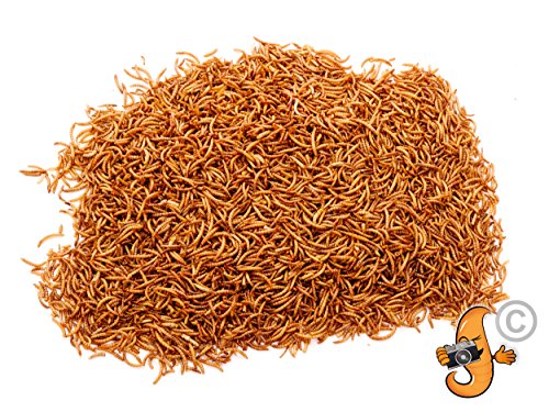 Chubby Mealworms Gusanos Secos para Comidas Gordy, 100 g