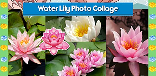 Collage de fotos de lirio de agua