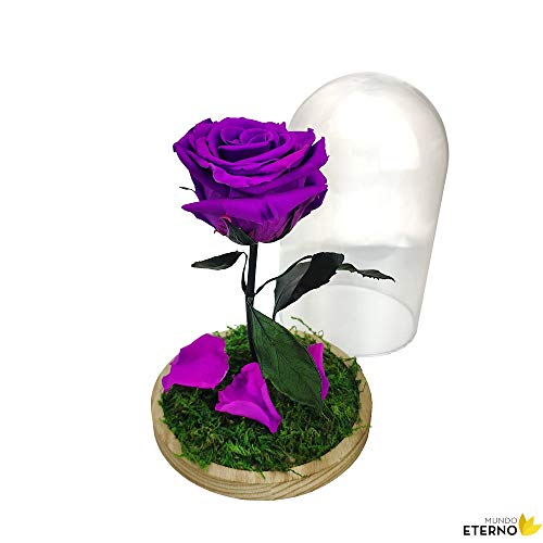Cúpula Bella y Bestia Rosa Eterna Preservada Lila Oscuro