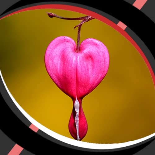 Fondos de Pantalla Live Heart Romántico