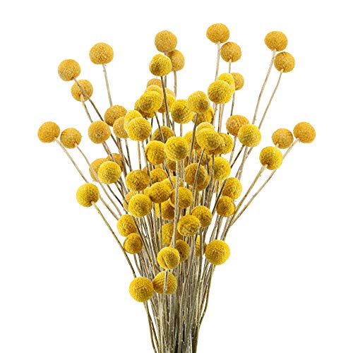 HUAESIN 30pcs Ramo de Flores Secas Decoracion Pequeñas Bolas de Craspedia Secas Amarilla Flor Seca Natural para Manualidades Ramo de Boda Hogar Jarrones Mesa Fiesta Navidad Otoño Diametro 2cm