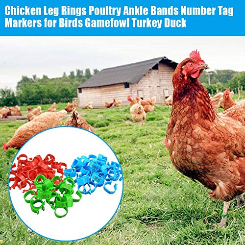 iPenty - Anillas para patas de pollo, anillo para pie de aves de corral y tobillo, marcadores de etiquetas para pájaros y pájaros