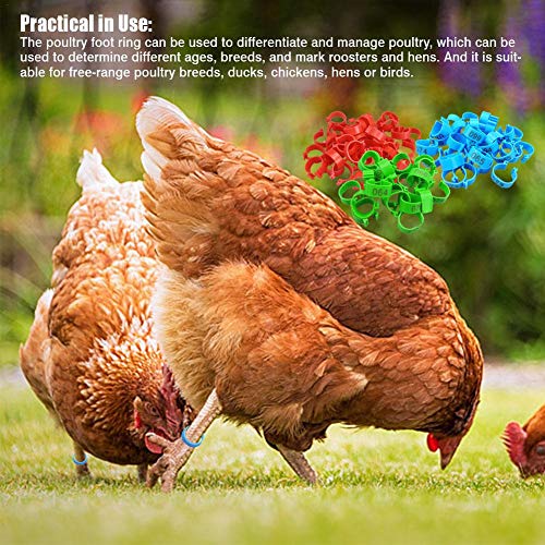 iPenty - Anillas para patas de pollo, anillo para pie de aves de corral y tobillo, marcadores de etiquetas para pájaros y pájaros