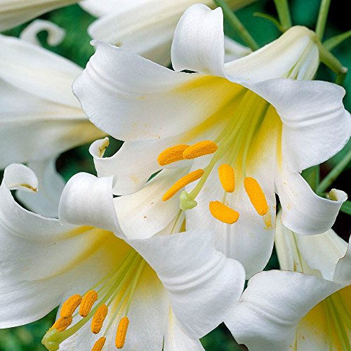 Lilium, Azucenas, Lirios, Lily Regale Album - bulbo/tubérculo/raíz
