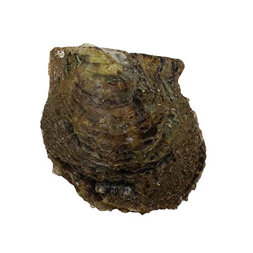LONGTAP - Ostras de 11 a 13 mm con perlas en el interior de perlas cultivadas de agua dulce, 1 unidad, 1 unidad, San Valentín, Día de la Madre, cumpleaños, bodas, regalos, Perla Ostra, amarillo