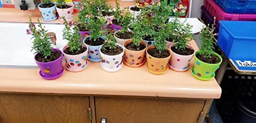 Macetas de plástico coloridas con forma de flor para interior o oficina, con paletas/bandejas, de Kinglake, plástico, multicolor, 8 Pcs 4"