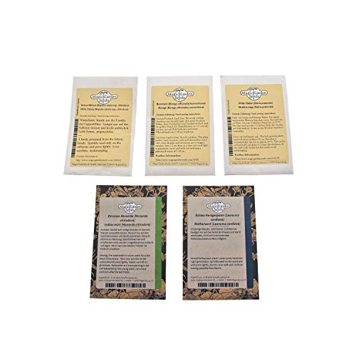 Magic Garden Seeds Pasto de Abejas - Kit Regalo de Semillas con 5 Plantas Que atraen a Las Abejas