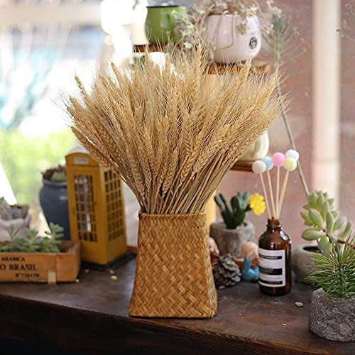 NAHUAA100PCS Flores Secas Ramo de Flores Ramo de Trigo Trigo Seco Natural para Decoración Dormidorio Salón Hogar Oficina Boda Cocina Fiestas Espigas de Trigo Blanca