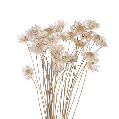 Ramo de flores secas decorativas, mini margaritas pequeñas, ramo de flores naturales para preservar flores para decoración del hogar de boda blanco