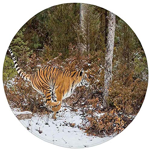 Round Rug Mat Carpet,Safari Decor,Bengal Tiger in Snowy Jungle Hunting and Cruising for Prey Furry Majestic Mammal Photo,Orange Green,Flannel Microfiber Non-slip Soft Absorbent,for Kitchen Floor Bathr