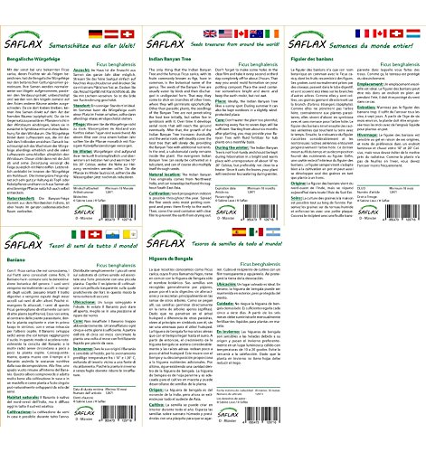 SAFLAX - Set regalo - Higuera de Bengala - 20 semillas - Con caja regalo/envío, etiqueta para envío, tarjeta de felicitación y sustrato de cultivo y fertilizante - Ficus benghalensis