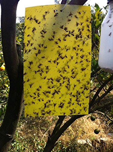 sellebestgood Paquete de 24 trampas Adhesivas Dobles de 6 x 8 Pulgadas para Insectos de Plantas voladoras (se Incluyen Corbatas)