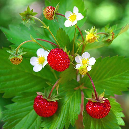 Semillas de Fresa Salvaje Fragaria Vesca 150 Semillas de Frutilla Silvestre o Fresa del Bosque