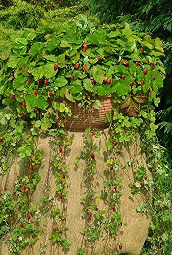 Semillas de fresas silvestres de Attila - Fragaria vesca - 330 semillas