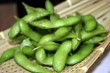Semillas de judías, Edamame, soja comestible, 25 orgánico no GMO sin tratar Seed