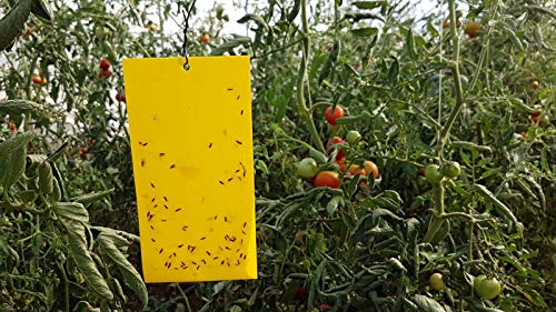 Solabiol Para La Mosca Blanca Y Polilla De Tomate, 4 Placas Trampas Adhesivas contra Insectos, Amarillo, Paquete de 4