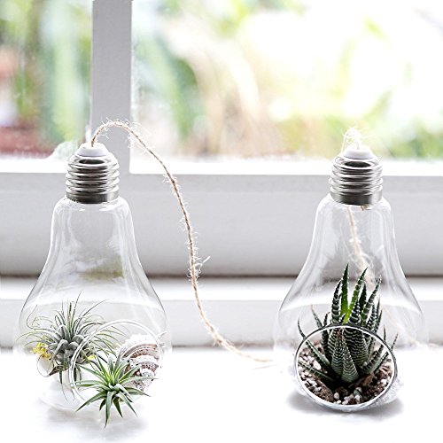 Sotoboo - Juego de 3 bombillas de cristal para colgar, diseño de jarrón de terrario, para plantas, macetas, cactus, helechos, musgo y plantas de aire