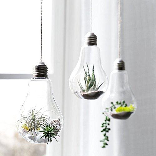 Sotoboo - Juego de 3 bombillas de cristal para colgar, diseño de jarrón de terrario, para plantas, macetas, cactus, helechos, musgo y plantas de aire