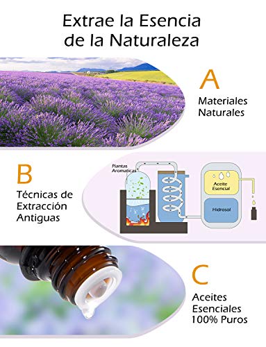 VicTsing Aceites Esenciales para Humidificador,100% Pure Natural,Perfume de Aromaterapia, 6*10ml-Naranja Dulce, Lavanda, Arbol de Té, Hierba de Limón, Eucalipto y Menta,etc. (6)