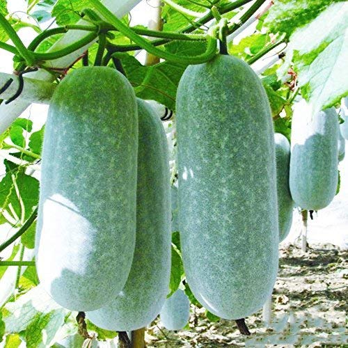 Winter Melon Seeds 10g Wax Gourd Hairy Tong Round Tong Garden Vegetable Organic Chinese Green Fresh Fresh Climbing Hermb Seeds para plantar al aire libre para cocinar plato sopa