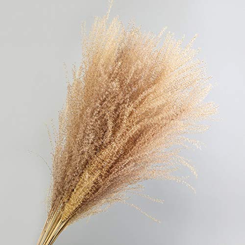 20pcs Natural Pampas Grass decoración Flor Plantas secas Flores de la Boda Ramo de Navidad Decoración Phragmites communis (Color : Mihao Pink 10pcs)