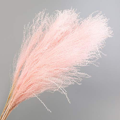 20pcs Natural Pampas Grass decoración Flor Plantas secas Flores de la Boda Ramo de Navidad Decoración Phragmites communis (Color : Mihao Pink 10pcs)