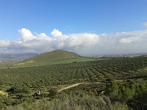 3 garrafas pet 5 l - La Laguna - Aceite de oliva virgen extra - extracción en frio