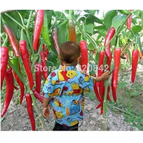 30pcs / bolsa de semillas de pimiento chile Bonsai Semillas Sementes flores comestibles Plantas Rojo gigante del pimiento picante Inicio plantación de semillas de hortalizas