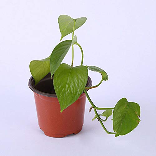 Adoture 25/50/100 piezas de 10 cm de plástico para plantas de guardería/macetas, plantas de semillero para plantas, macetas de semillas, plástico, 4"- 25pcs
