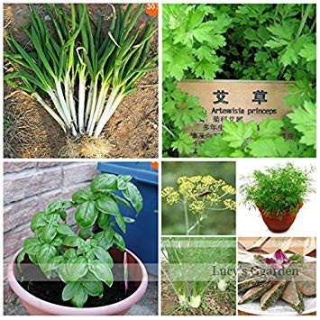 ASTONISH SEEDS: Â¡PromociÃ³n de ventas! Mezclar princeps/cebolleta/hinojo/semillas vegetales, semillas de albahaca casa bonsai planta de la vainilla 450pcs